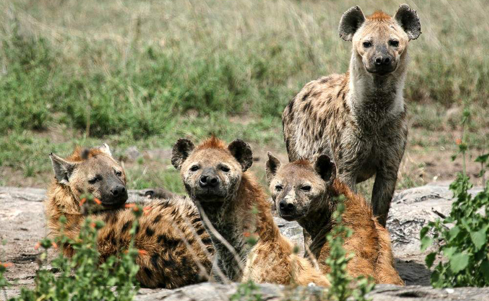 Lake Manyara National Park
